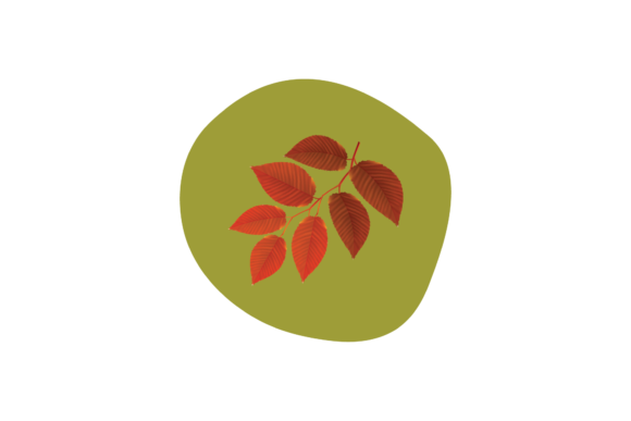 Fall - Autumn Leaf Svg Graphics and Illustrations Review