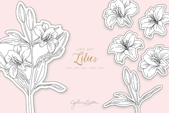 Lily Flower Single Line Graphics and Illustrations Review