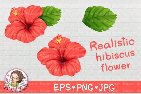 Realistic Red Hibiscus Flower and Leaves Graphics and Illustrations